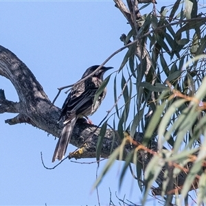 Anthochaera carunculata (Red Wattlebird) at Jugiong, NSW - 13 Sep 2025 by AlisonMilton