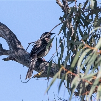Anthochaera carunculata (Red Wattlebird) at Jugiong, NSW - 13 Sep 2025 by AlisonMilton