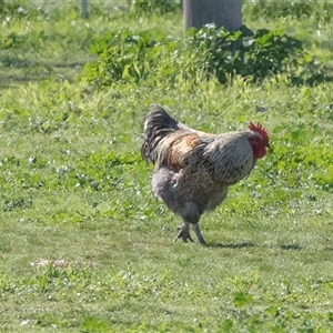 Gallus gallus at Jugiong, NSW - 13 Sep 2025 by AlisonMilton