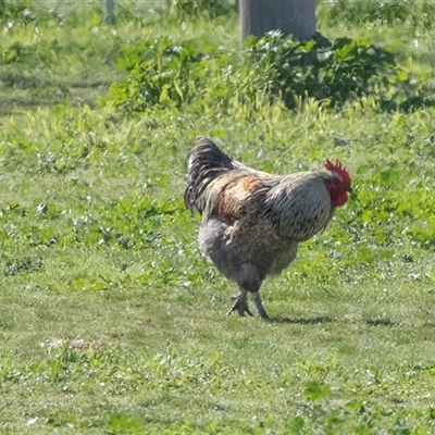 Gallus gallus at Jugiong, NSW - 13 Sep 2025 by AlisonMilton
