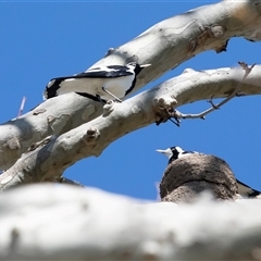 Grallina cyanoleuca (Magpie-lark) at Jugiong, NSW - 13 Sep 2025 by AlisonMilton
