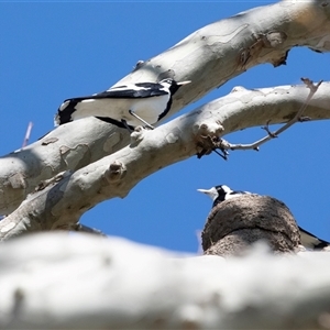 Grallina cyanoleuca (Magpie-lark) at Jugiong, NSW - 13 Sep 2025 by AlisonMilton