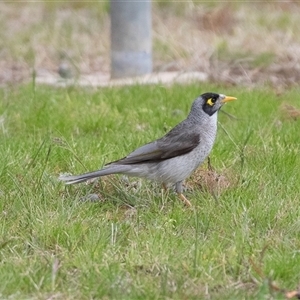 Manorina melanocephala at Berrigan, NSW - 13 Sep 2025 by AlisonMilton