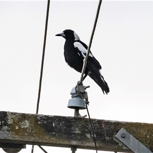 Gymnorhina tibicen (Australian Magpie) at Berrigan, NSW - 13 Sep 2025 by AlisonMilton