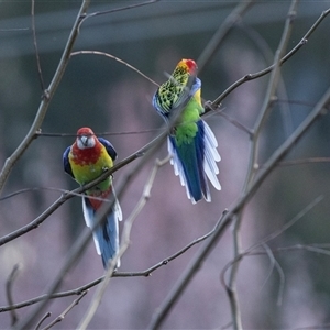 Platycercus eximius (Eastern Rosella) at Echuca, VIC - 13 Sep 2025 by AlisonMilton