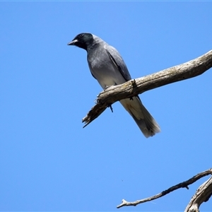 Coracina novaehollandiae (Black-faced Cuckooshrike) at Pialligo, ACT - Yesterday by jb2602