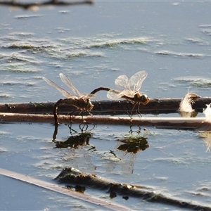 Anax papuensis (Australian Emperor) at Fyshwick, ACT - Yesterday by LineMarie