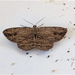 Ectropis excursaria (Common Bark Moth) at Franklin, ACT - 5 Oct 2025 by chriselidie