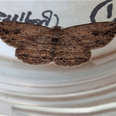 Ectropis excursaria at Franklin, ACT - suppressed