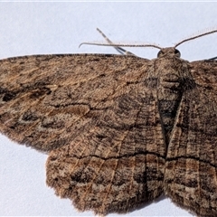 Ectropis excursaria at Franklin, ACT - suppressed