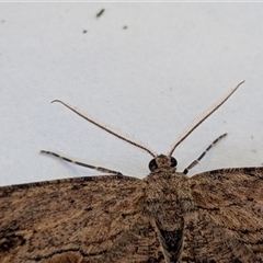 Ectropis excursaria at Franklin, ACT - suppressed