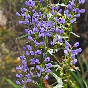 Comesperma volubile at Monga, NSW - Yesterday by MatthewFrawley