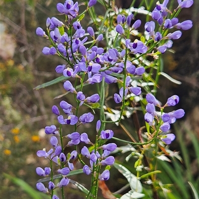Comesperma volubile at Monga, NSW - 4 Oct 2025 by MatthewFrawley