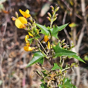 Podolobium ilicifolium at Monga, NSW - Yesterday by MatthewFrawley