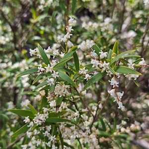 Unverified Other Shrub at Monga, NSW - Yesterday by MatthewFrawley