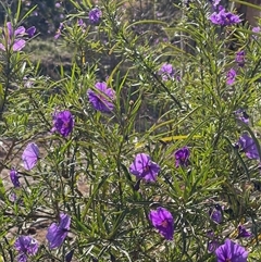 Solanum linearifolium (Kangaroo Apple) at Campbell, ACT - 4 Oct 2025 by LineMarie