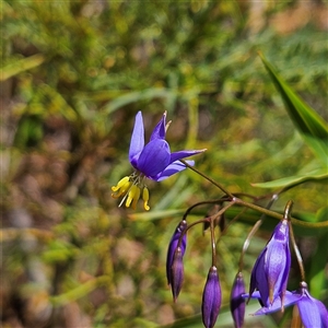 Stypandra glauca at Monga, NSW - Yesterday by MatthewFrawley