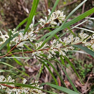 Hakea eriantha at Monga, NSW - Yesterday by MatthewFrawley