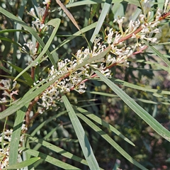 Hakea eriantha (Tree Hakea) at Monga, NSW - 4 Oct 2025 by MatthewFrawley