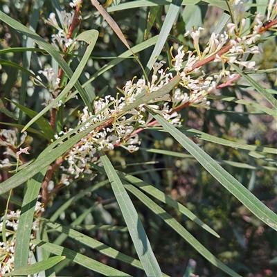 Hakea eriantha (Tree Hakea) at Monga, NSW - 4 Oct 2025 by MatthewFrawley