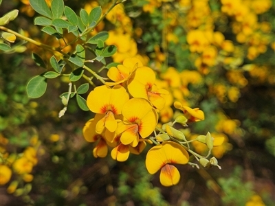 Goodia lotifolia (Golden Tip) at Monga, NSW - Yesterday by MatthewFrawley