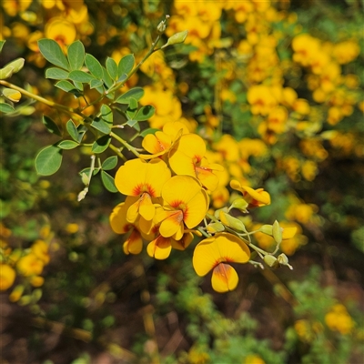 Goodia lotifolia (Golden Tip) at Monga, NSW - Yesterday by MatthewFrawley