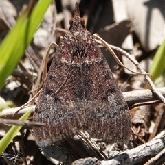 Uresiphita ornithopteralis (Tree Lucerne Moth) at Hall, ACT - 4 Oct 2025 by Anna123