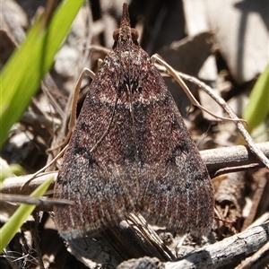 Unverified Moth (Lepidoptera) at Hall, ACT - Yesterday by Anna123