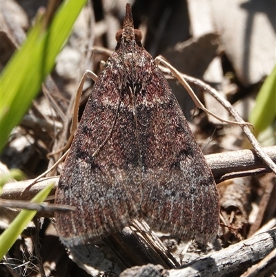Uresiphita ornithopteralis (Tree Lucerne Moth) at Hall, ACT - 4 Oct 2025 by Anna123