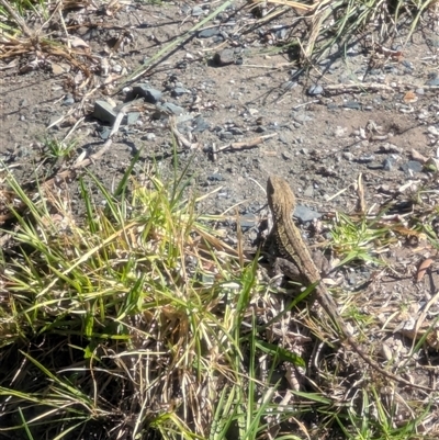 Amphibolurus muricatus at Millingandi, NSW - Today by LizOz