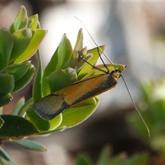 Philobota undescribed species near arabella (A concealer moth) at Hall, ACT - 4 Oct 2025 by Anna123