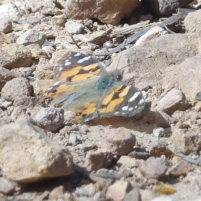 Vanessa kershawi (Australian Painted Lady) at Monga, NSW - 4 Oct 2025 by MatthewFrawley