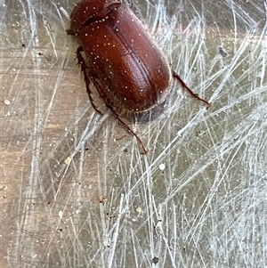 Unverified Beetle (Coleoptera) at Canyonleigh, NSW - Today by blacksheep