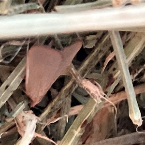 Unverified Moth (Lepidoptera) at Canyonleigh, NSW - Yesterday by blacksheep