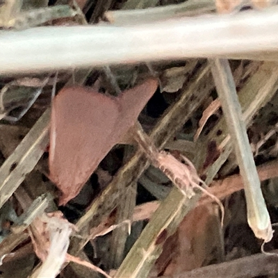 Ocrasa acerasta (A Pyralid moth) at Canyonleigh, NSW - 4 Oct 2025 by blacksheep