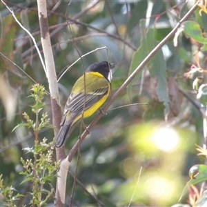 Pachycephala pectoralis at Monga, NSW - Yesterday by MatthewFrawley