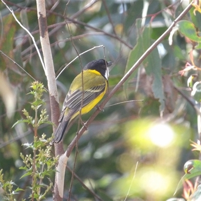 Pachycephala pectoralis at Monga, NSW - 4 Oct 2025 by MatthewFrawley