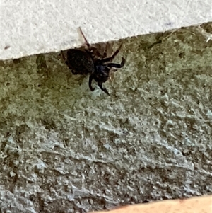 Unverified Other hunting spider at Canyonleigh, NSW - Yesterday by blacksheep