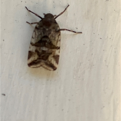 Dipsiathus (genus) (An achilid planthopper) at Canyonleigh, NSW - 4 Oct 2025 by blacksheep