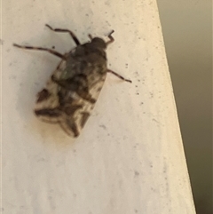 Dipsiathus (genus) at Canyonleigh, NSW - 4 Oct 2025 10:30 AM