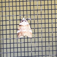 Halone sejuncta (Variable Halone) at Canyonleigh, NSW - 4 Oct 2025 by blacksheep