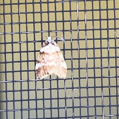 Halone sejuncta (Variable Halone) at Canyonleigh, NSW - 4 Oct 2025 by blacksheep