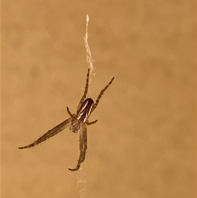 Plebs bradleyi (Enamelled spider) at Canyonleigh, NSW - 4 Oct 2025 by blacksheep