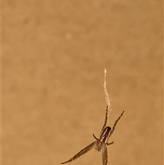 Plebs bradleyi at Canyonleigh, NSW - 4 Oct 2025 09:48 AM