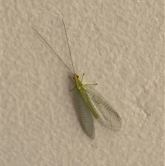 Chrysopidae (family) (Unidentified Green lacewing) at Canyonleigh, NSW - 4 Oct 2025 by blacksheep