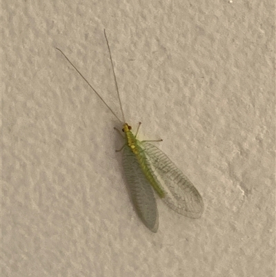 Chrysopidae (family) (Unidentified Green lacewing) at Canyonleigh, NSW - 4 Oct 2025 by blacksheep