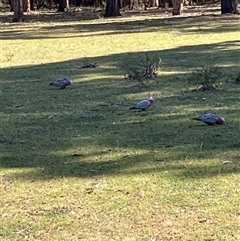 Eolophus roseicapilla (Galah) at Canyonleigh, NSW - Yesterday by blacksheep