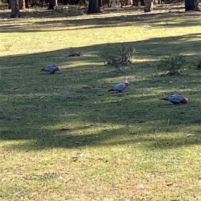 Eolophus roseicapilla (Galah) at Canyonleigh, NSW - Yesterday by blacksheep