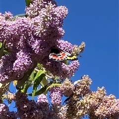 Delias harpalyce (Imperial Jezebel) at Canyonleigh, NSW - 4 Oct 2025 by blacksheep