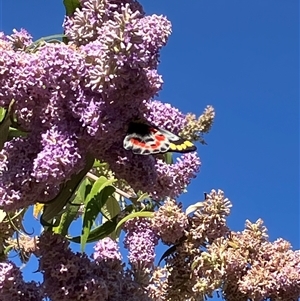 Delias harpalyce at Canyonleigh, NSW - Yesterday by blacksheep